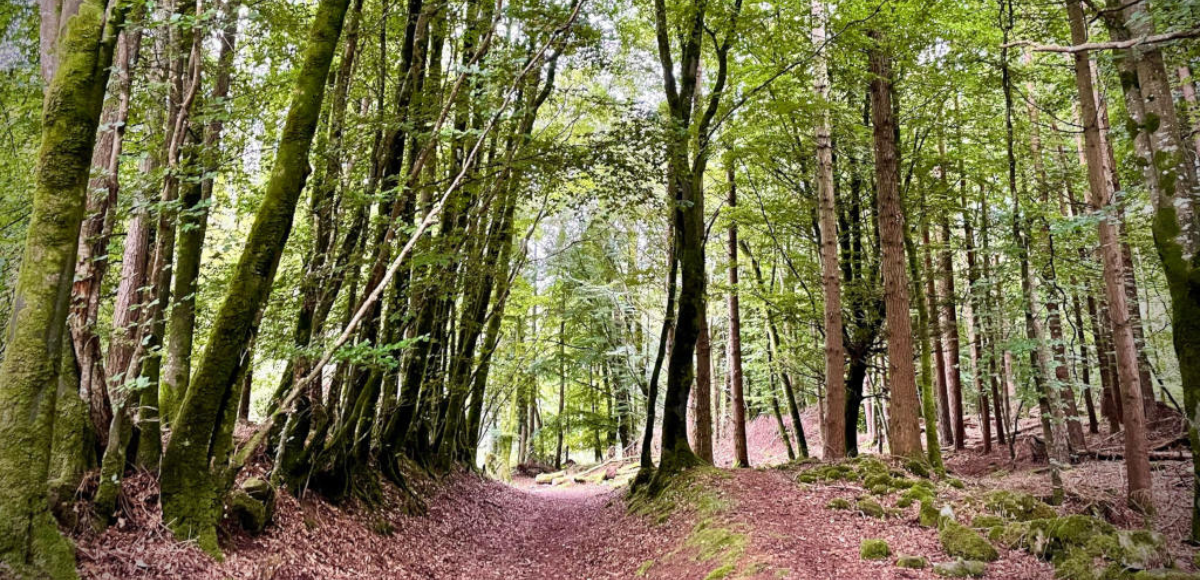 Portumna Forest Run 2025: Running, Dance & Community Spirit Unites