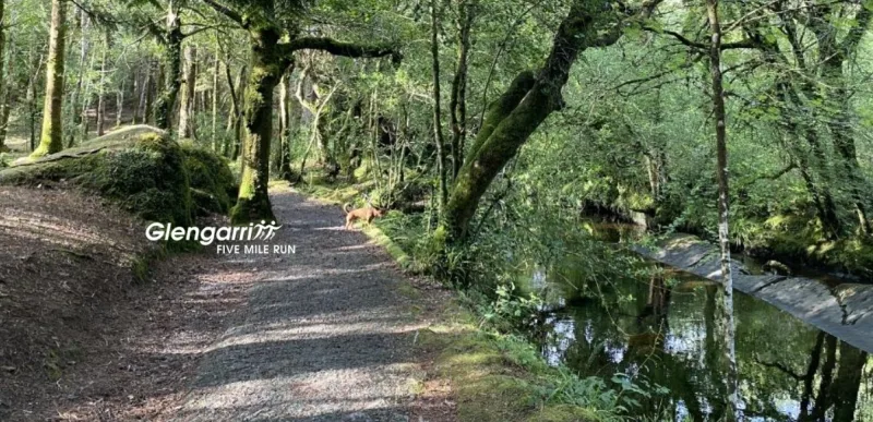 Beara AC's Glengarriff 5 Mile is Back this Saturday and You Can Still Enter